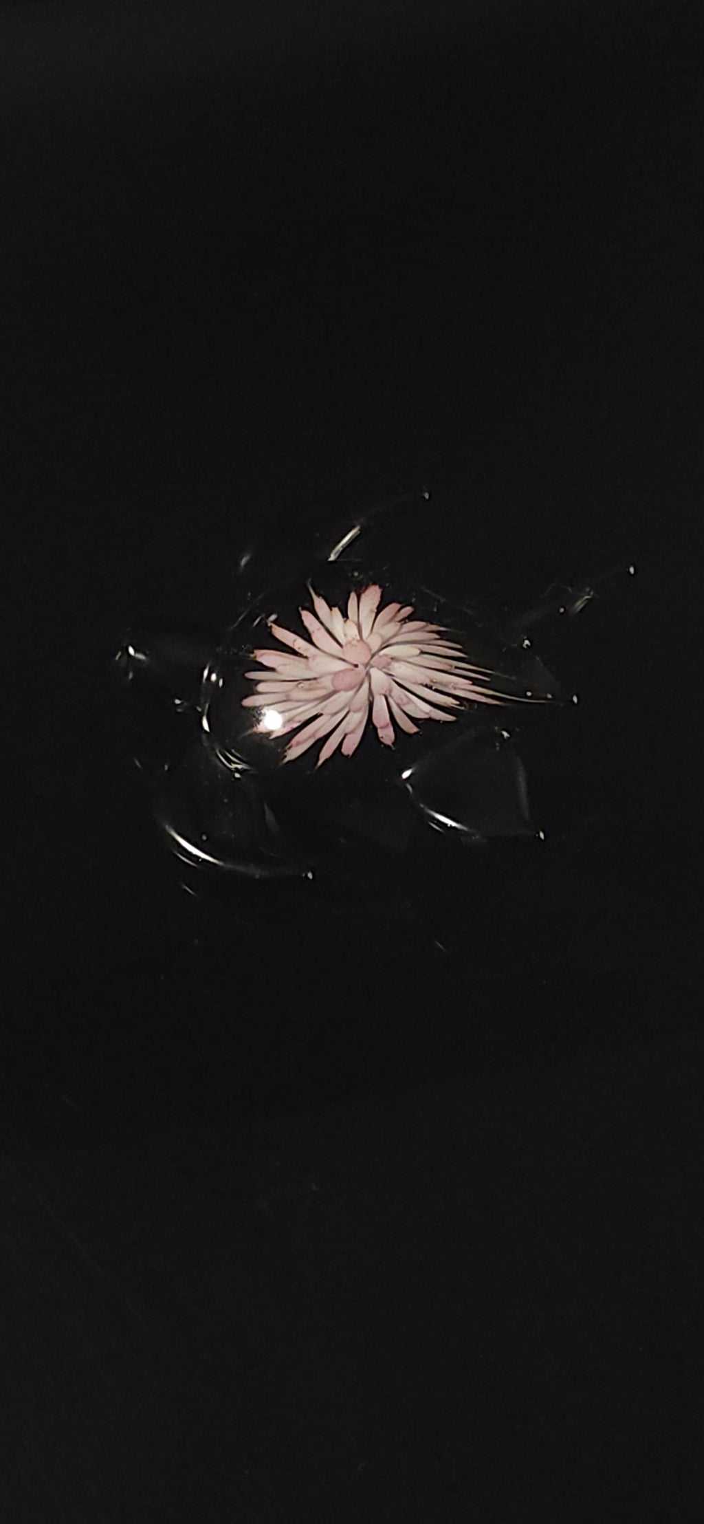 24k Gold fumed Sea Turtle implosion pendant