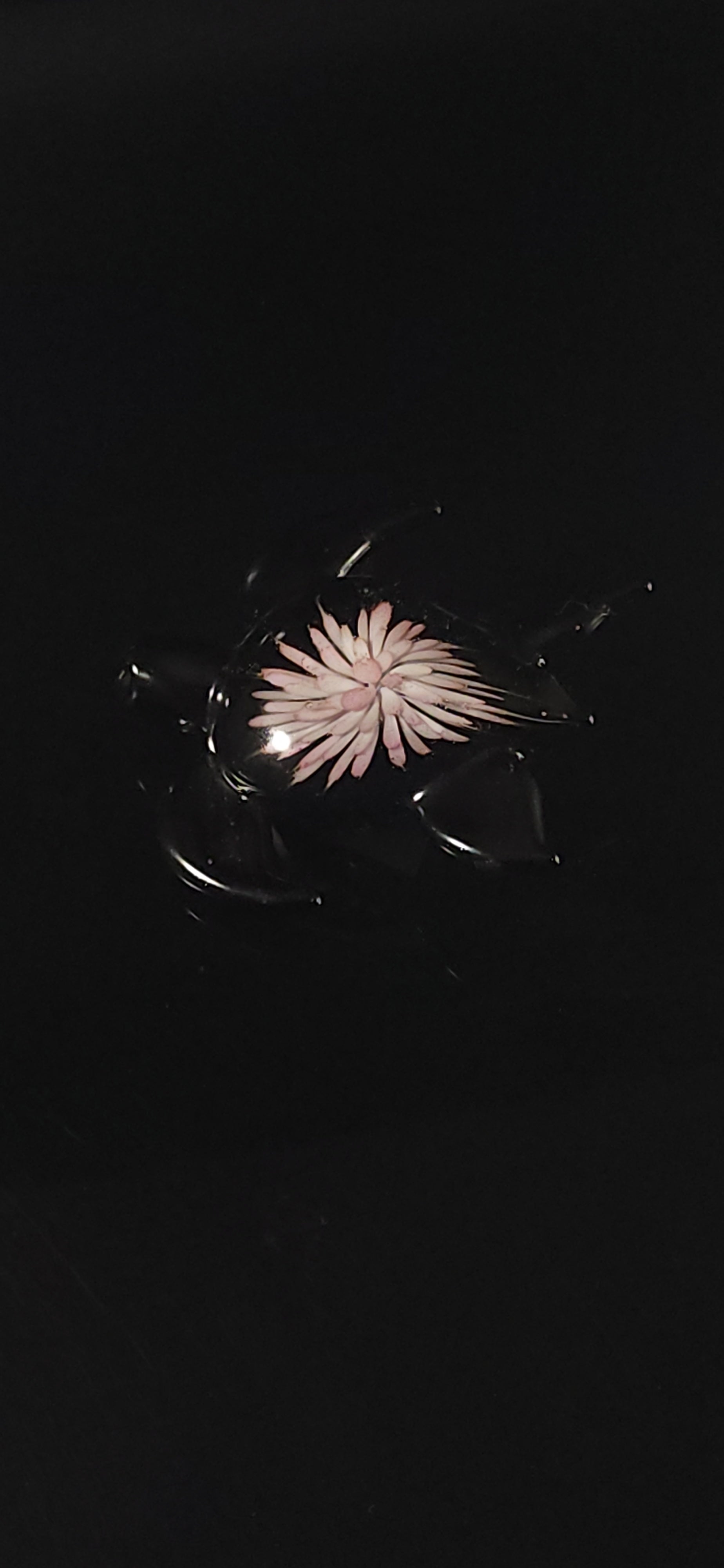 24k Gold fumed Sea Turtle implosion pendant