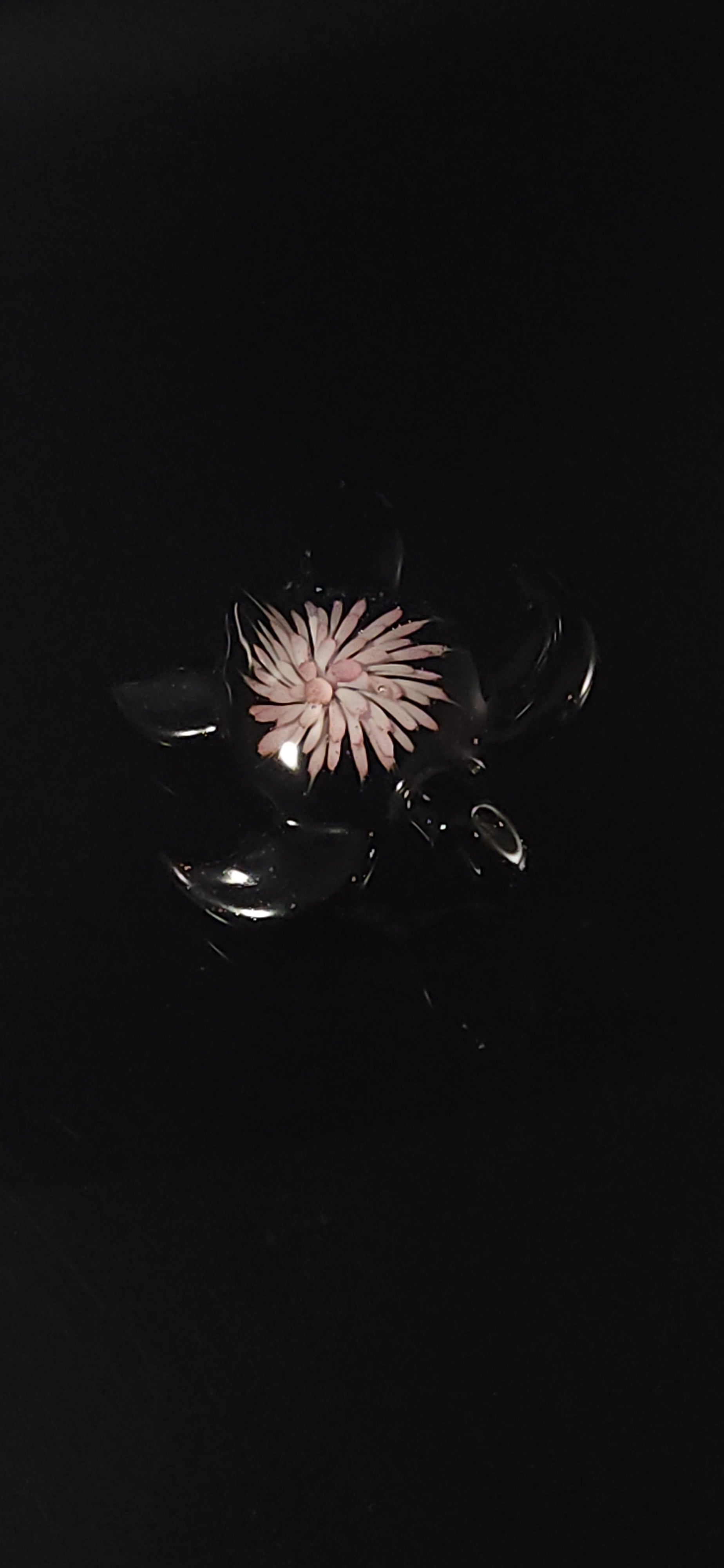 24k Gold fumed Sea Turtle implosion pendant