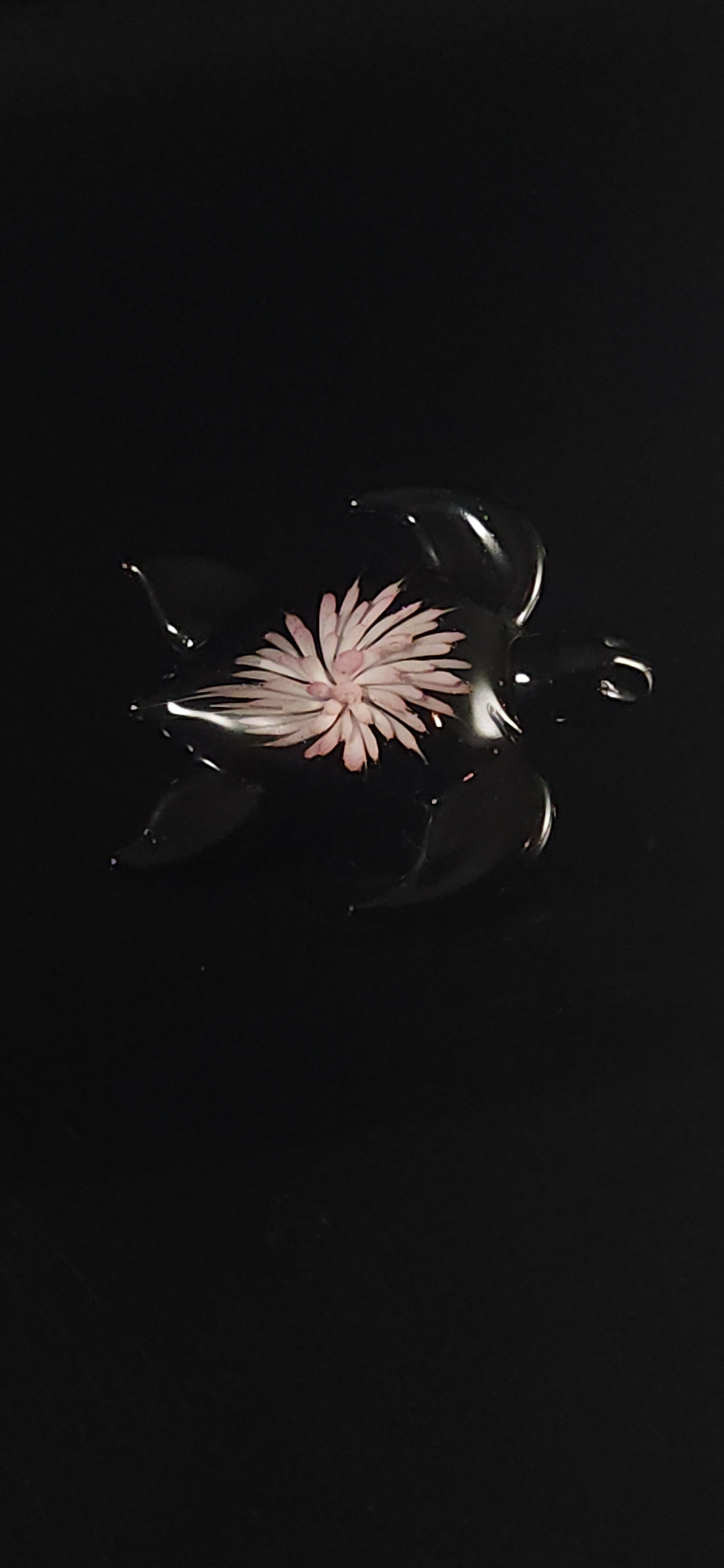 24k Gold fumed Sea Turtle implosion pendant