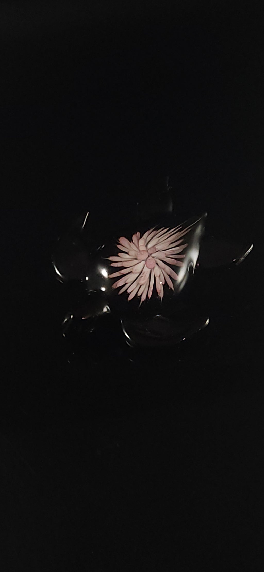 24k Gold fumed Sea Turtle implosion pendant