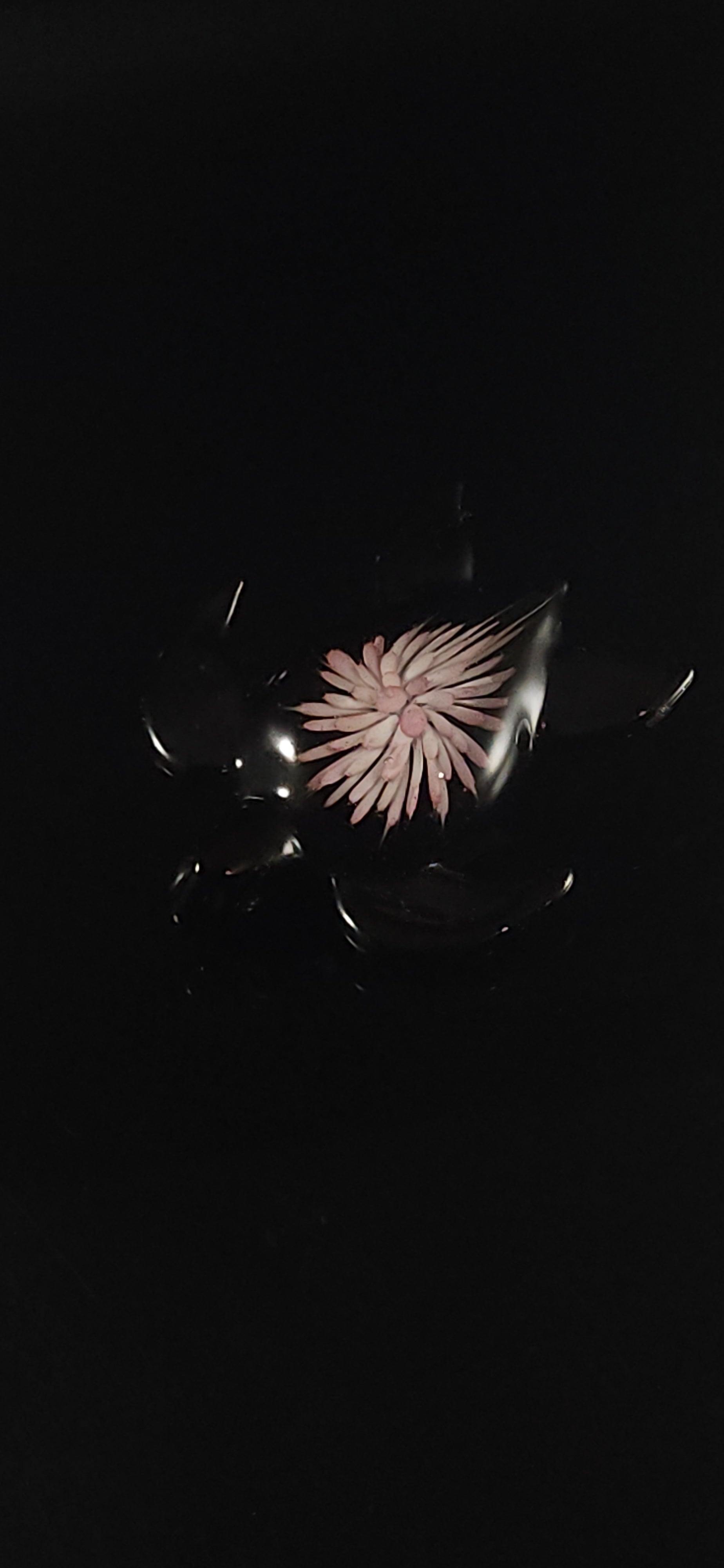 24k Gold fumed Sea Turtle implosion pendant